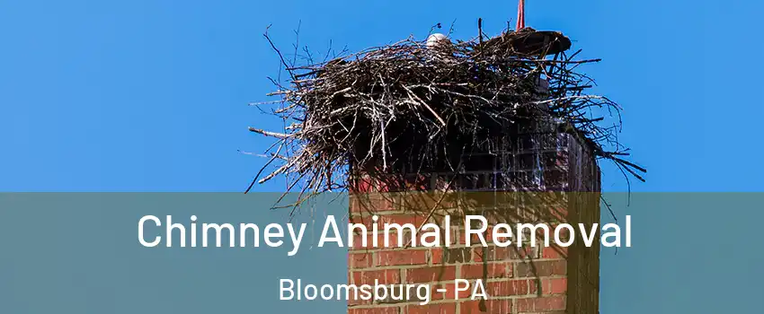  Chimney Animal Removal Bloomsburg - PA