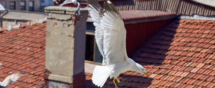 Residential Chimney Animal Removal Solution in Bloomsburg, PA