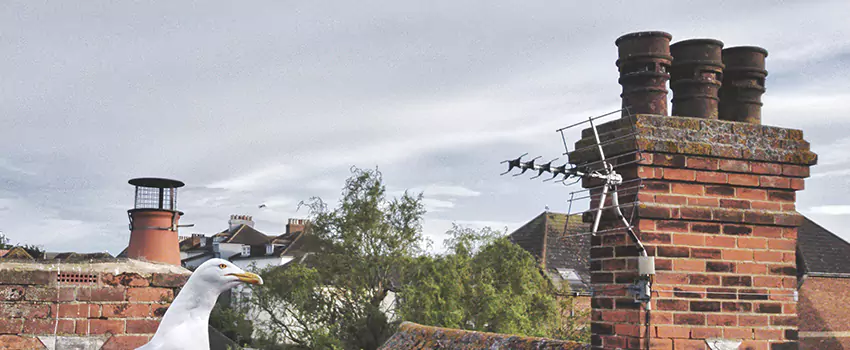 Chimney Cleaning And Restoration in Bloomsburg, Pennsylvania